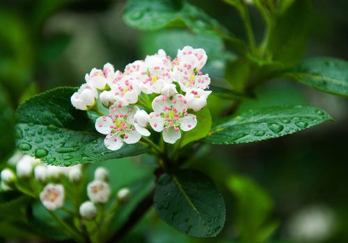 Die Blüten der Apfelbeere ähneln jenen der Eberesche.